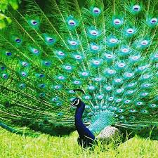 peacock-corbett