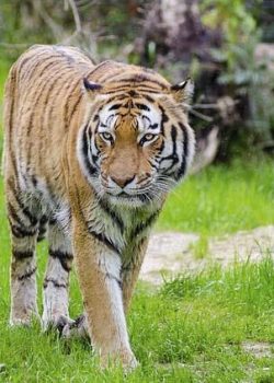 jim-corbett-national-park-tiger